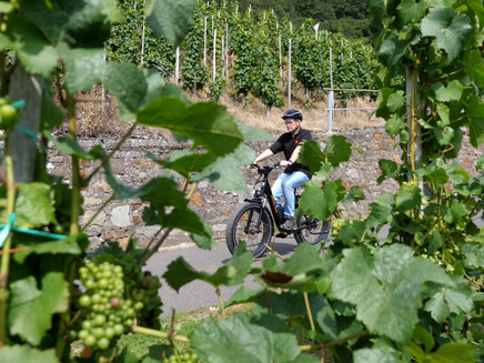 Cycling amidst the vineyards